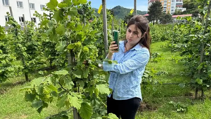 Yeni dikim uygulamaları verimi artırdı