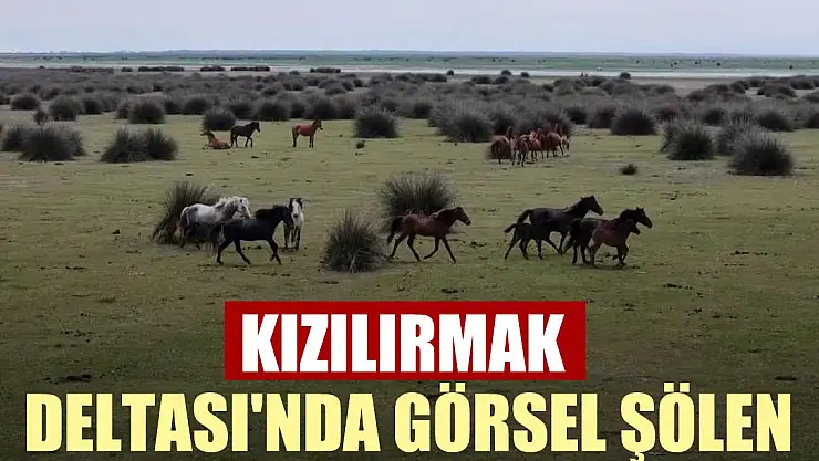 Kızılırmak Deltası'nda görsel şölen