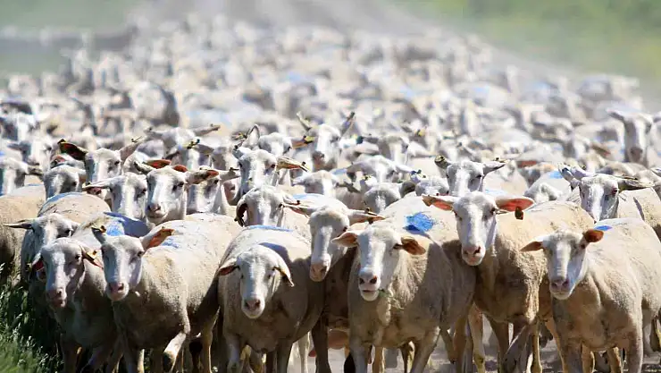 Hem üreticiye hem ekonomiye katkı sunuyor