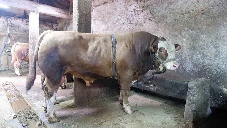 400 bin liraya satıldı