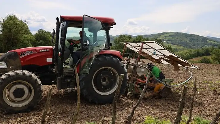 Bafra'da tütün dikim çalışmaları başladı