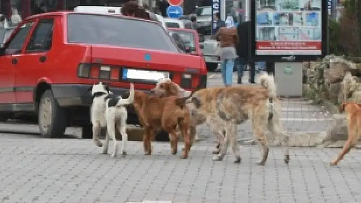 Sokak Köpekleri sorunu Belediyenin sorunu