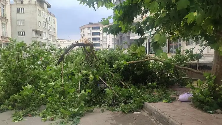 ŞİDDETLİ RÜZGAR AĞAÇ DEVİRDİ ! MADDİ HASAR VAR