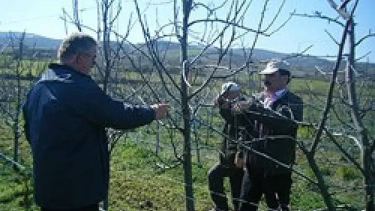 Meyve Ağaçlarında Budama Eğitimi