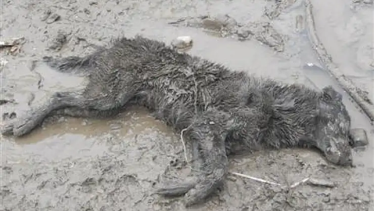 Köpekler Öldürülüyor mu, uyutuluyor mu?