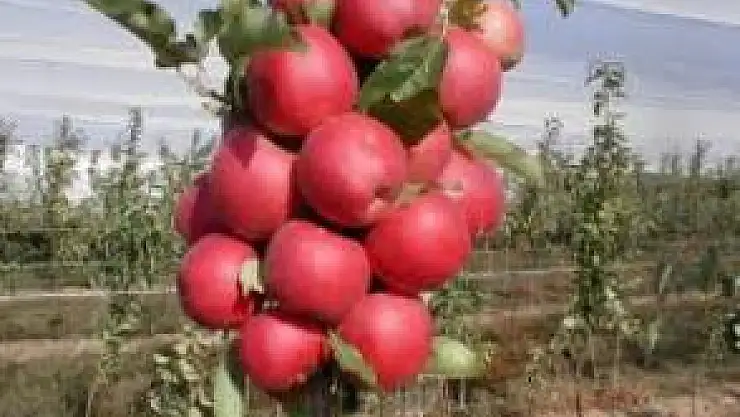 Akman, Meyve Üreticilerini Uyardı!