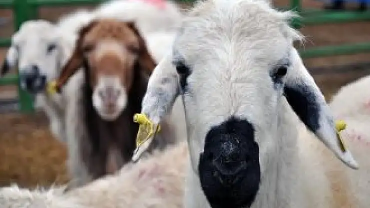 Küçükbaş Hayvan küpeleri Haziran'da sona eriyor