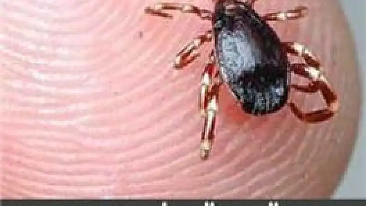 Kene kabusu geri döndü