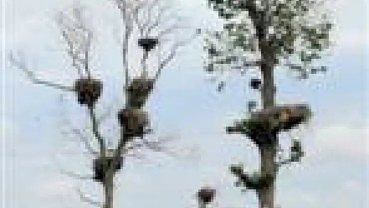 Türkiye 40 yılda sulak alanlarının yarısını kaybetti