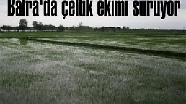 Bafra'da çeltik ekimi sürüyor