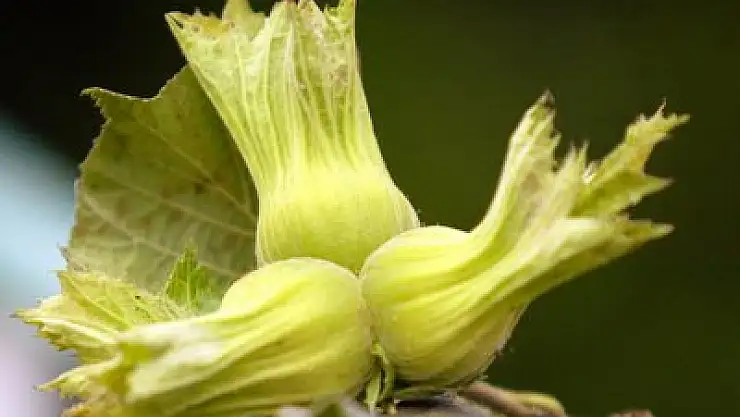 Çarşamba'da 'organik tarım' büyüyor