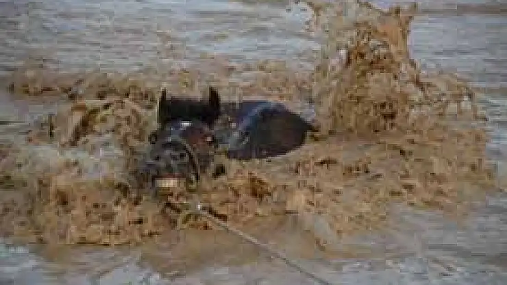 Sel suyuna kapılan atları itfaiye kurtardı