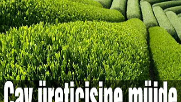 Çay üreticisine müjde