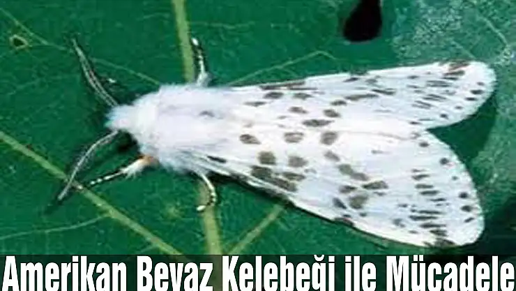 Amerikan Beyaz Kelebeği ile Mücadele