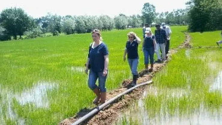 Çeltikte Yabancı Ot Mücadelesi Başladı