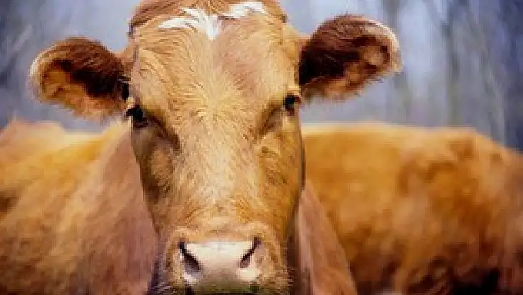 Besilik Sığır Yetiştirenlere müjde