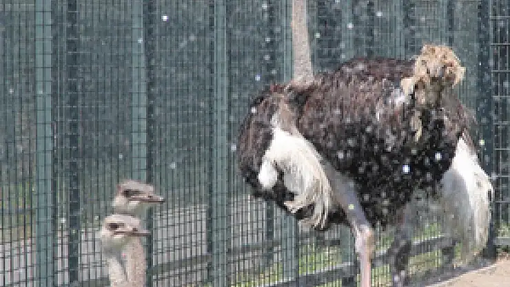 Hayvanlar dondurma ile serinliyor