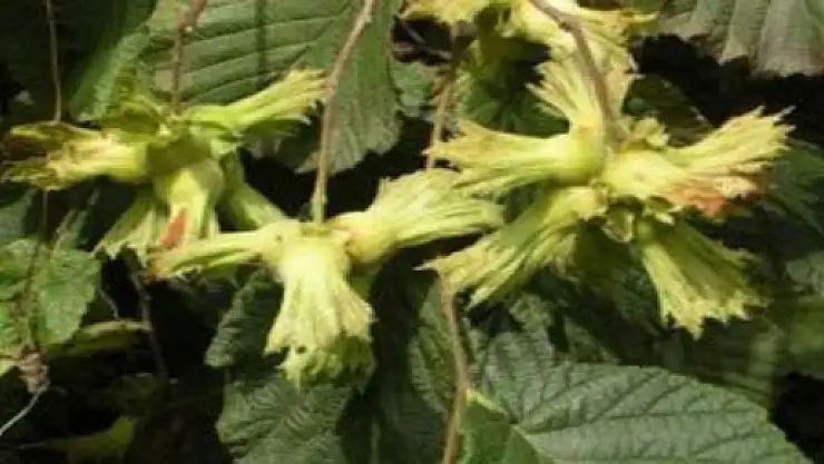 Fındık Hasadı Yaklaşırken Üreticilerin Dikkatine !