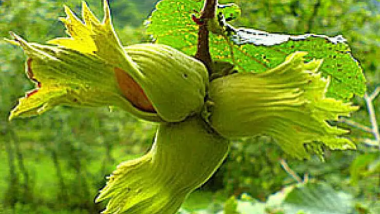 'Destek olmazsa bu yıl fındık zor geçer'