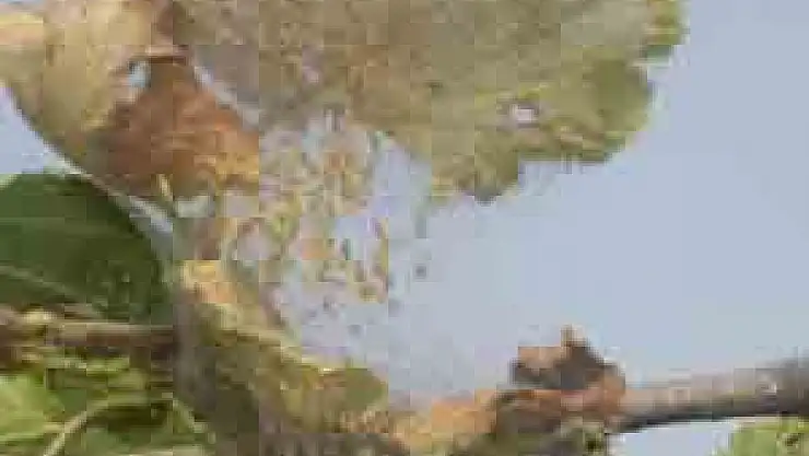 Fındık'ta Amerikan Beyaz Kelebeği Mücadelesi