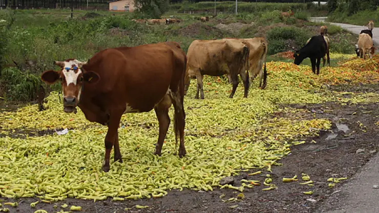 Biberler İneklere Yem oldu