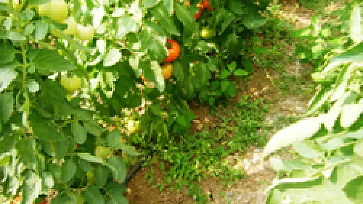 Güvenilir Gıda için Zirai İlaç Denetimi