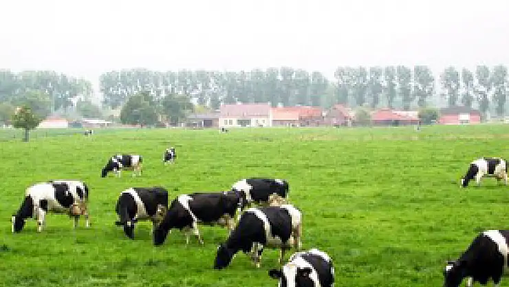 Samsun'da Brucella'ya karşı aşılama yapılıyor