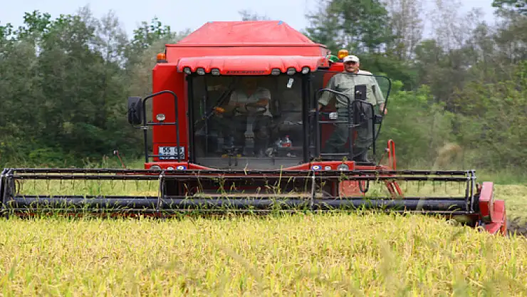 Pilavın tadı Çeltiğe verilen emekten