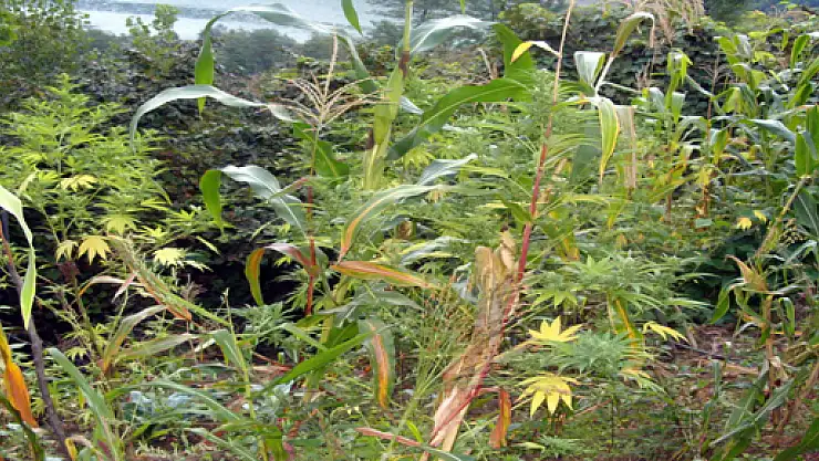  Ayvacık'ta 14 Kilo Esrar Ele Geçti