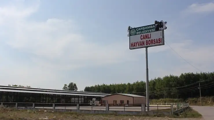 Kurban Bayramı yaklaşırken Çarşamba'da hayvancılık