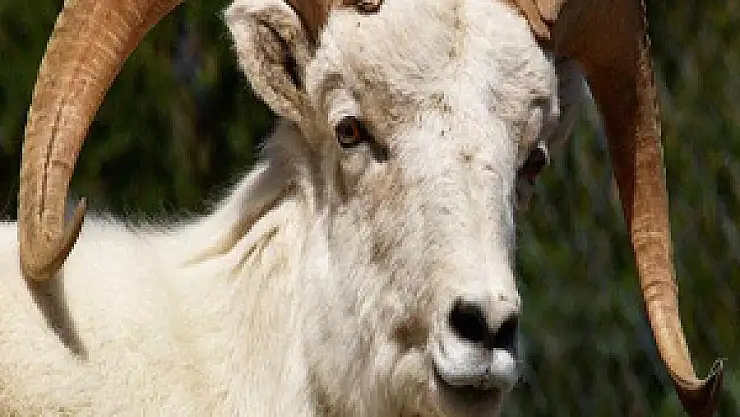 Kredi kartına kurbanlık