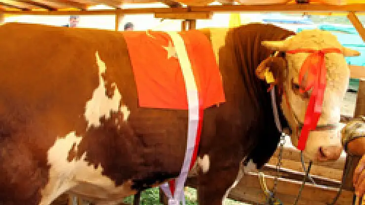  SIFIR OTOMOBİL FİYATINA KURBANLIK