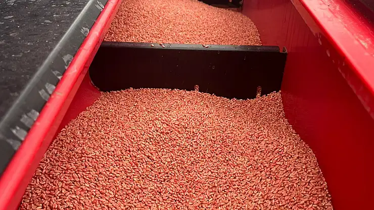 19 Mayıs İlçesinde Yerli Buğday Seferberliği