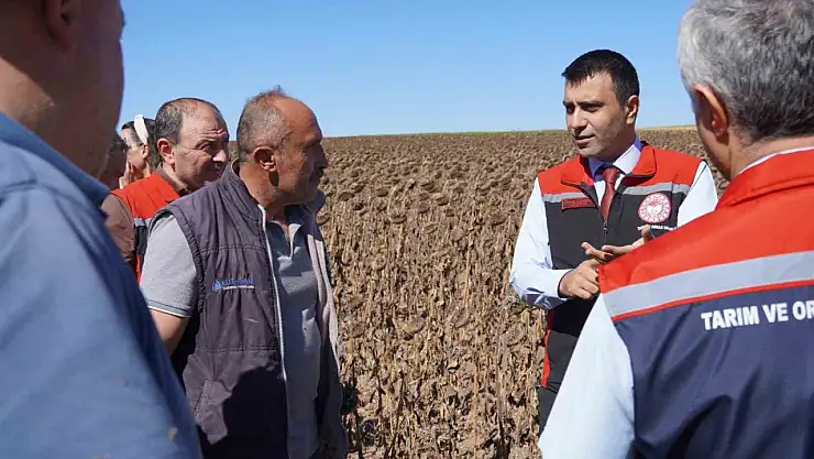 19 tona yakın ayçiçeği tohumu ekildi