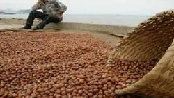 Fındık ihracatı düştü