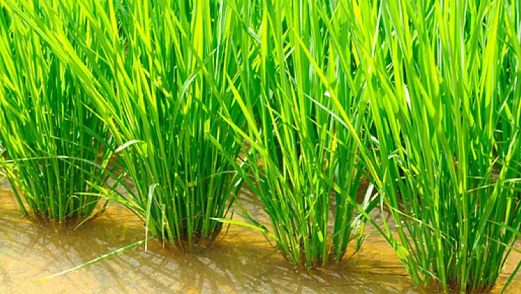 TMO Çeltik Müdahale Alım Fiyatlarını açıkladı