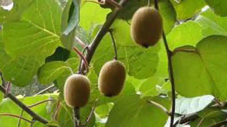 Çarşamba'da kivi hasadı başladı!