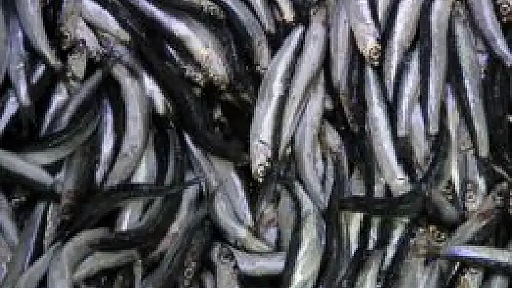 Karadeniz'de Hamsi Sezonu Açıldı