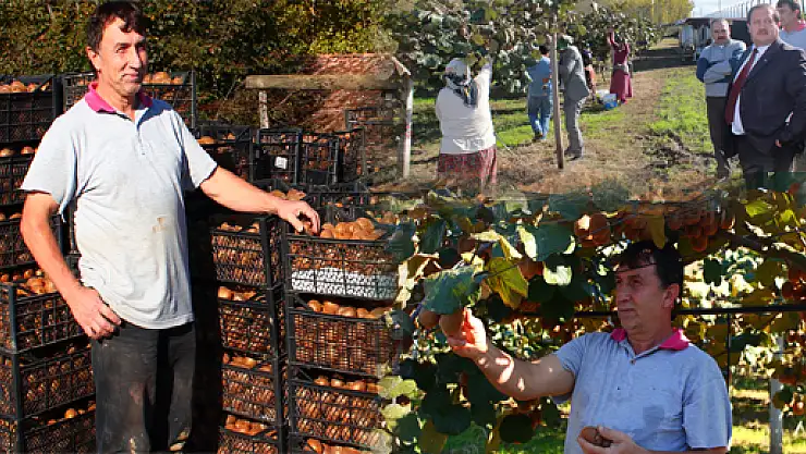 Çarşamba'da Kivi Hasadı başladı