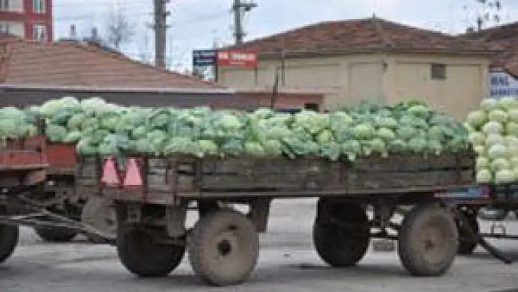 Lahana Üreticisi Perişan