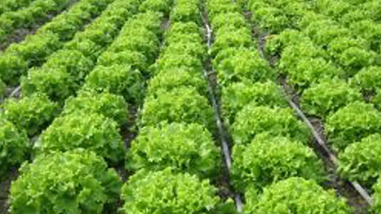 Örtüaltı 'Marula' teslim