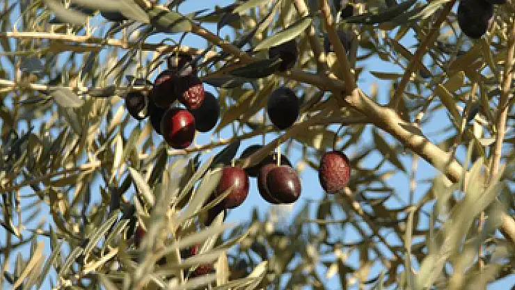 Üreticiye büyük ikramiye