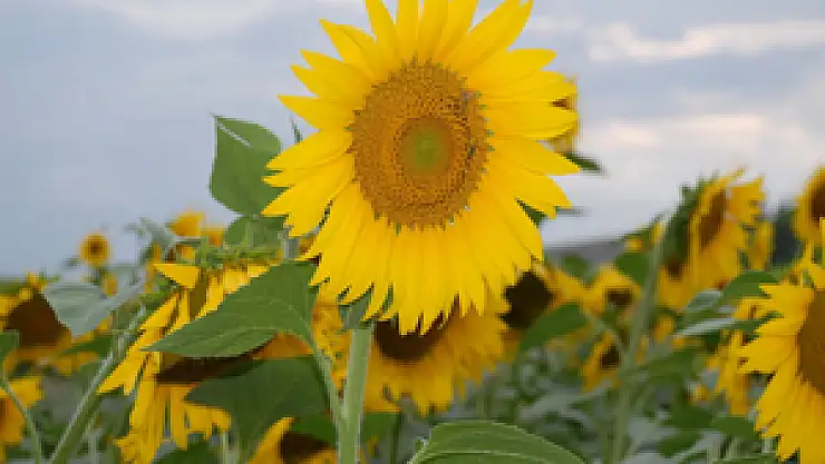 Bazı Ürünler TÜİK verilerine göre desteklenecek