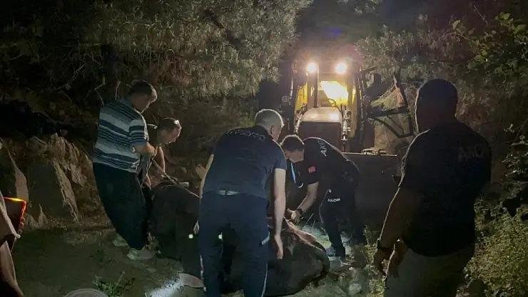 2 gündür kayıp olarak aranan inek bakın nerede bulundu !