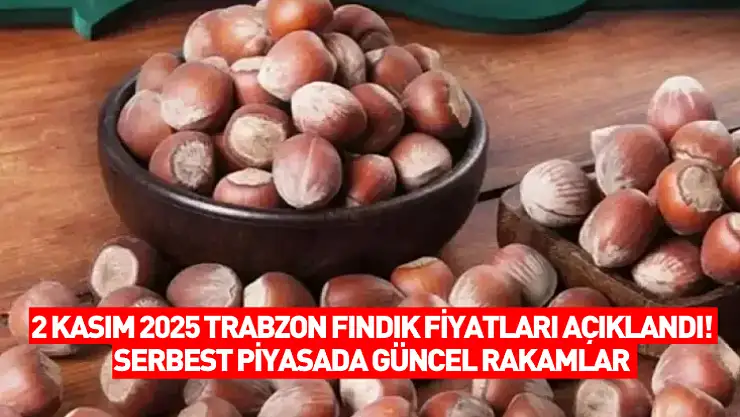 2 Kasım 2025 Trabzon Fındık Fiyatları Açıklandı! Serbest Piyasada Güncel Rakamlar
