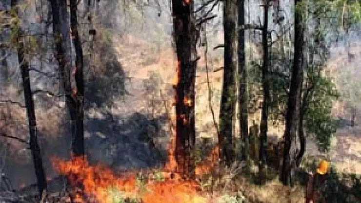 2012 Yılında 15 Orman Yangını Meydana Geldi  