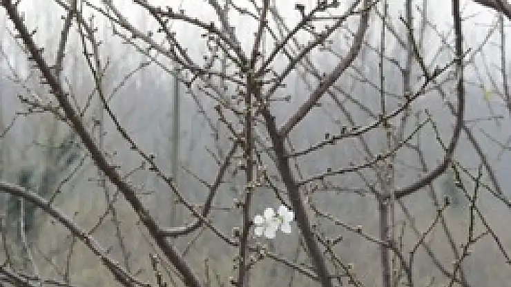 Yalancı bahar erik ağaçlarına çiçek açtırdı