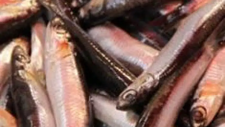 Balık azaldı fiyatlar arttı