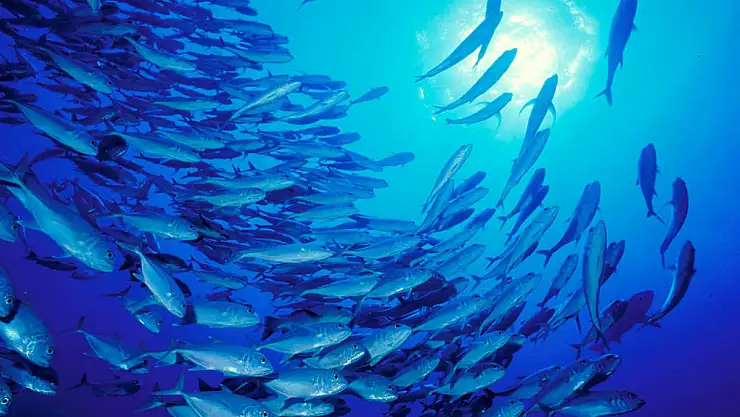 21 Kasım Dünya Balıkçılar Günü