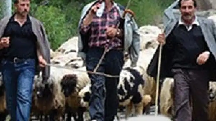 Hayvancılığa 2012 Yılında 2,2 Milyar Lira